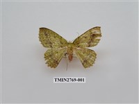 藏品(尺蛾339)的圖片